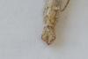 Aplocera efformata